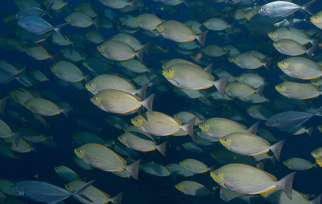 Thailand 2015 - Ko Tao - Poisson-lapin de Java - Siganus javus _IMG_3655_rc.jpg